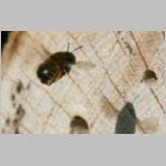 Anthophora plumipes - Pelzbiene w02 als Gast.jpg